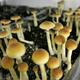 Illustration for article titled Oakland Becomes Second U.S. City to Decriminalize Magic Mushrooms